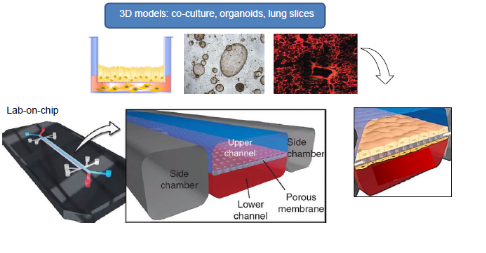 Schematic of lab-on-a-chip using 3D lung tissue models.
